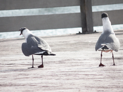 Leucophaeus atricilla