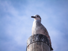 Leucophaeus atricilla