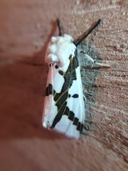 Euerythra phasma