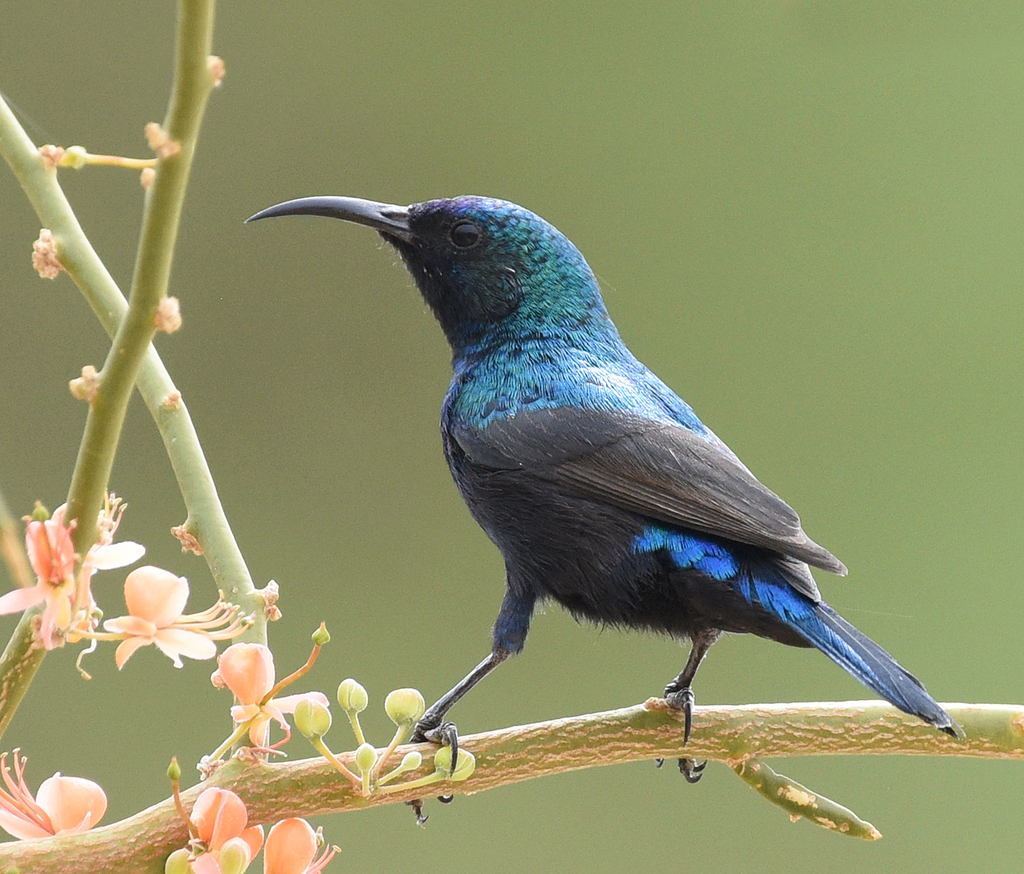 Orange-tufted Sunbird photo