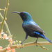 Palestine Sunbird - Photo (c) Steven Mlodinow, some rights reserved (CC BY-NC), uploaded by Steven Mlodinow