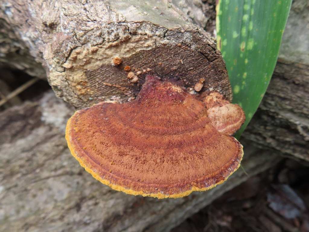 Fuscoporia gilva · October 2023 · photo: © timur_kalininsky (iNaturalist, cc-by)