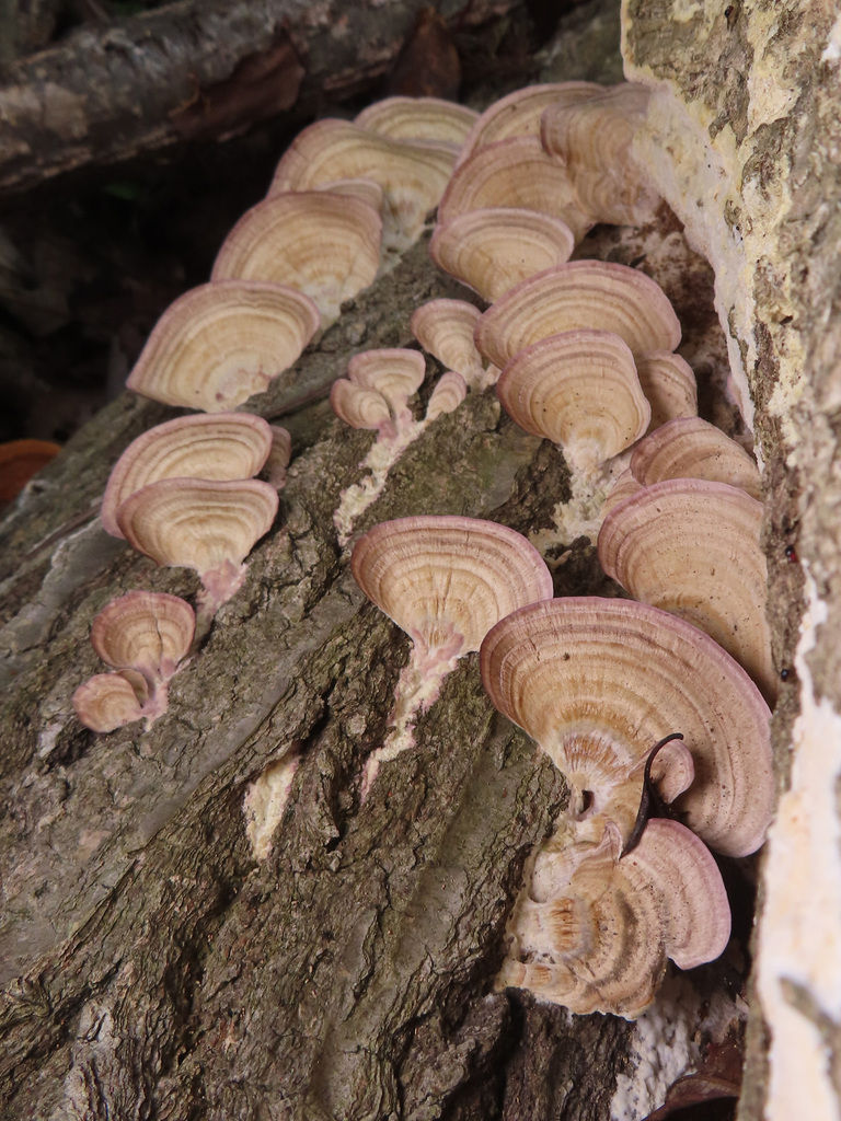 Trichaptum biforme · October 2023 · photo: © timur_kalininsky (iNaturalist, cc-by)