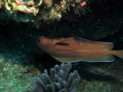 Lotella rhacina