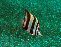 Chelmonops truncatus