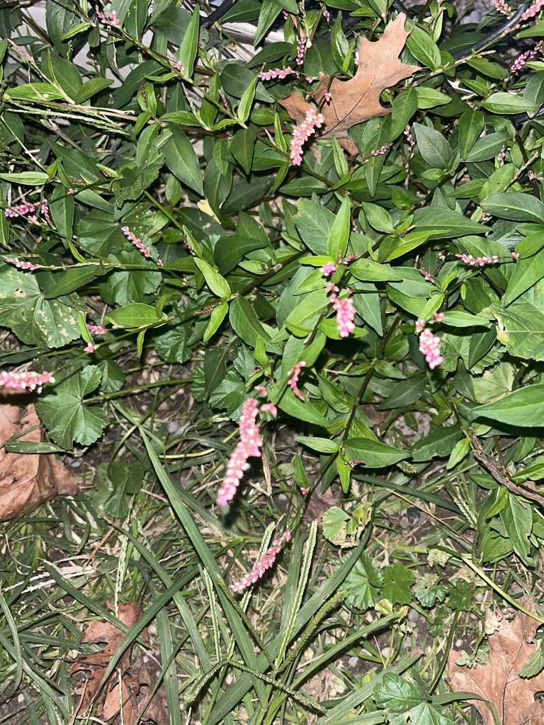 low smartweed from Spuyten Duyvil Creek, New York, NY, US on October 9 ...