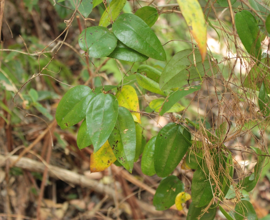 Sweet Sarsaparilla from Herons Creek NSW 2439, Australia on September ...