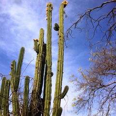 Pachycereus
