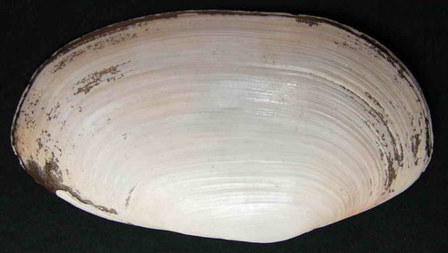 Otter shell