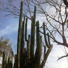 Pachycereus