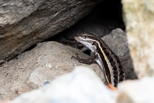 Dark Whorltail Iguana, Stenocercus melanopygus