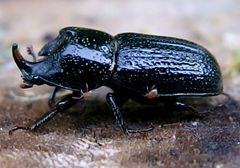 Sinodendron cylindricum