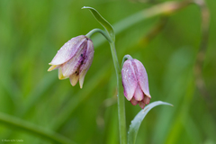 Fritillaria agrestis
