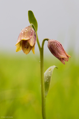 Fritillaria agrestis