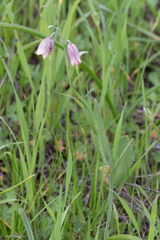 Fritillaria agrestis