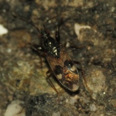 Pseudopamera nitidula