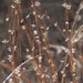 Little Bluestem - Photo (c) Ves, some rights reserved (CC BY-NC), uploaded by Ves