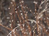 Little Bluestem - Photo (c) Ves, some rights reserved (CC BY-NC), uploaded by Ves