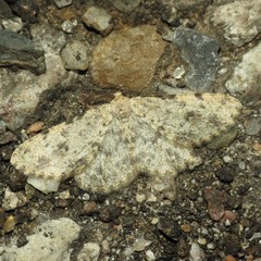 Stenoporpia