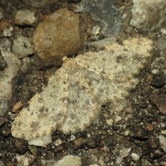 Stenoporpia