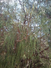 Juniperus flaccida