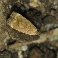 Anacampsis