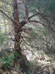 Juniperus flaccida