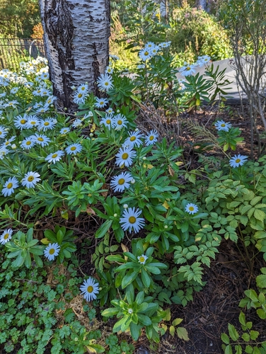 Nipponanthemum nipponicum