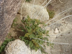 Sphaeralcea ambigua rugosa