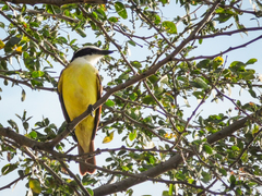 Pitangus sulphuratus