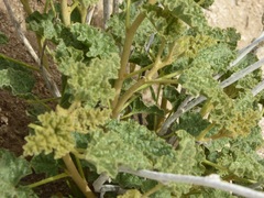 Sphaeralcea ambigua rugosa