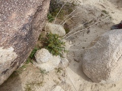 Sphaeralcea ambigua rugosa