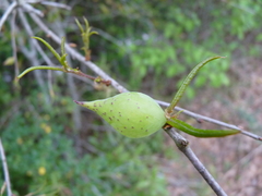 Amphibolips quercuscitriformis