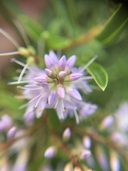 Veronica stricta