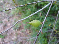 Amphibolips quercuscitriformis
