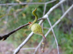 Amphibolips quercuscitriformis