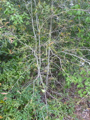 Amphibolips quercuscitriformis