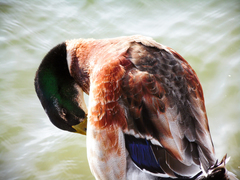 Anas platyrhynchos domesticus