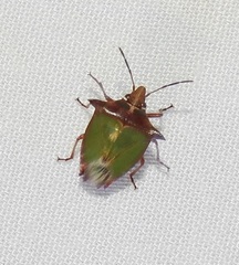 Pentatomidae