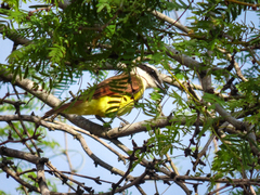 Pitangus sulphuratus