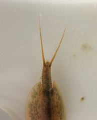 Lepidurus packardi