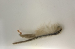 Branchinecta lindahli