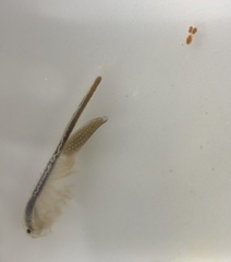 Branchinecta lindahli