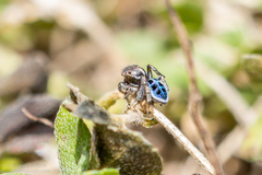 Maratus nigromaculatus