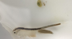 Branchinecta lindahli