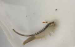 Branchinecta lindahli