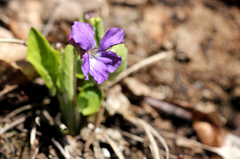 Viola hirta