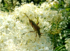 Stenocorus meridianus