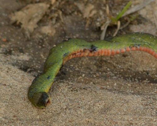 Jaeger's Ground Snake