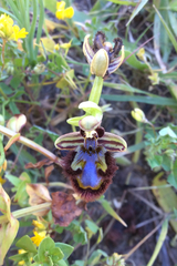 Ophrys speculum